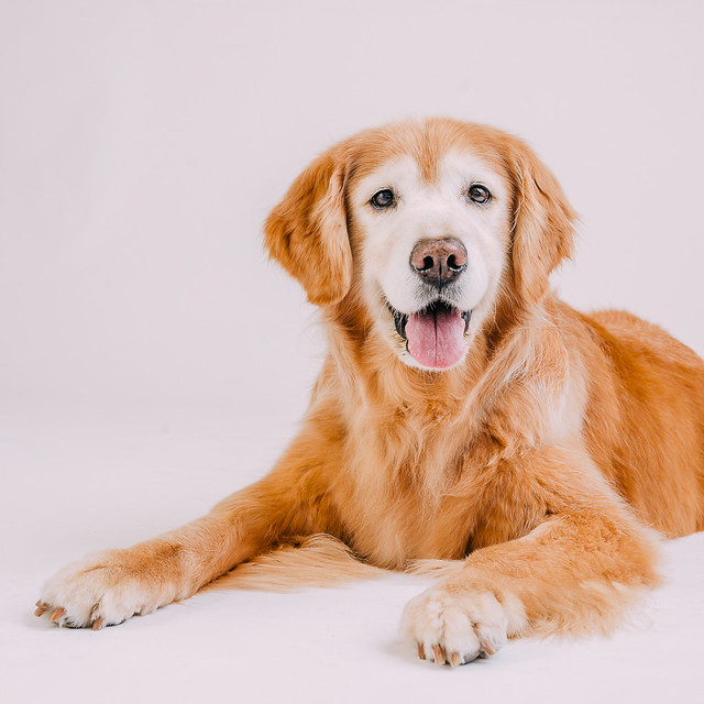 1090307DogPhoto7 (11)