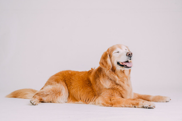 1090307DogPhoto7 (10)