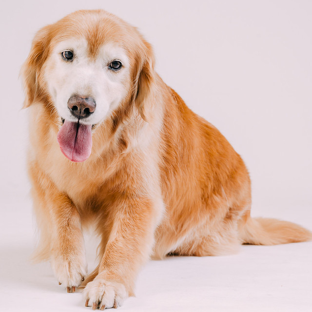 1090307DogPhoto7 (9)