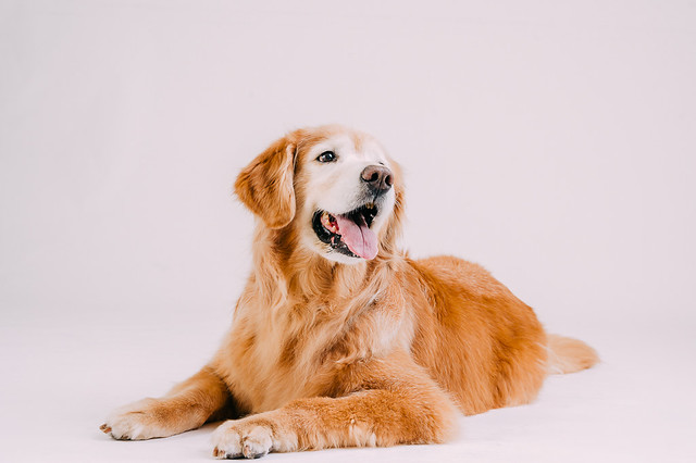 1090307DogPhoto7 (8)