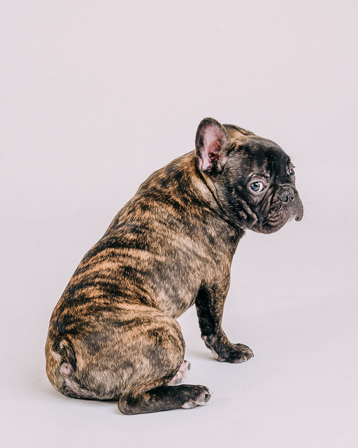 1090307DogPhoto8 (20)