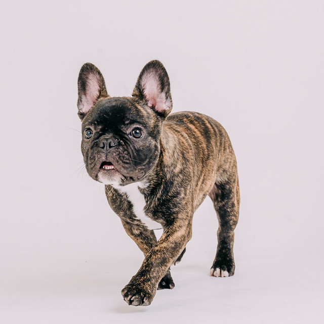 1090307DogPhoto8 (7)