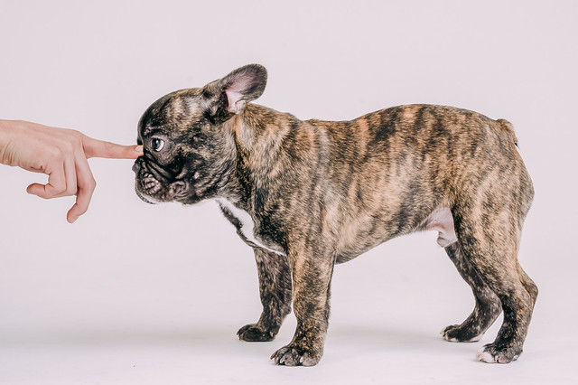 1090307DogPhoto8 (6)