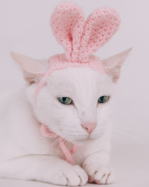 1090321cat4-038