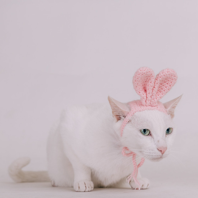 1090321cat4-036