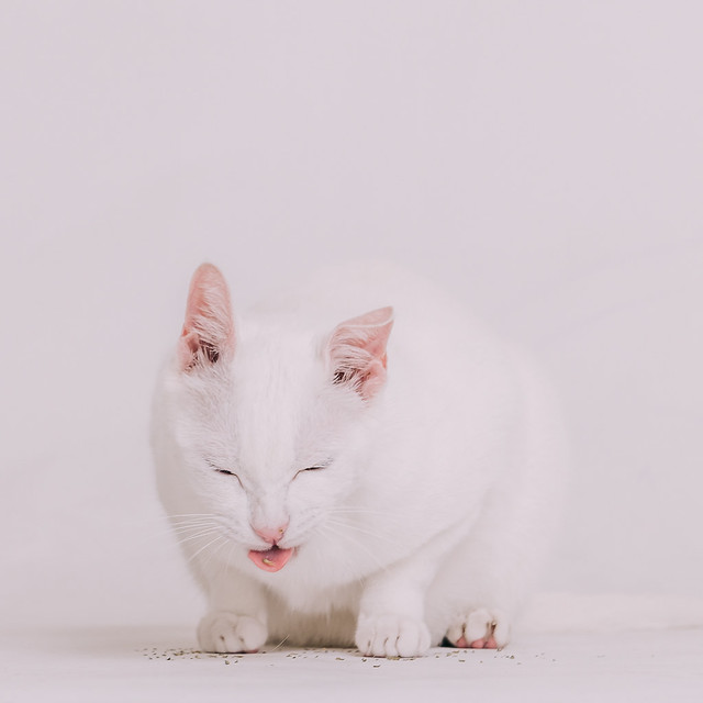 1090321cat4-028