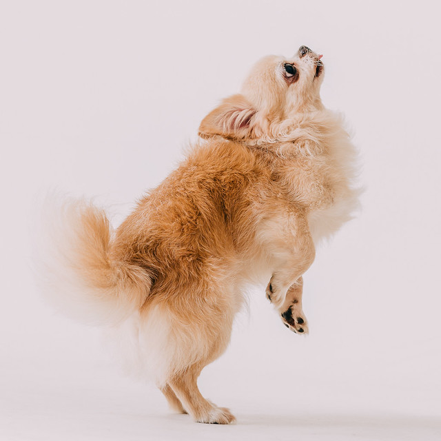 1090321dog7-008