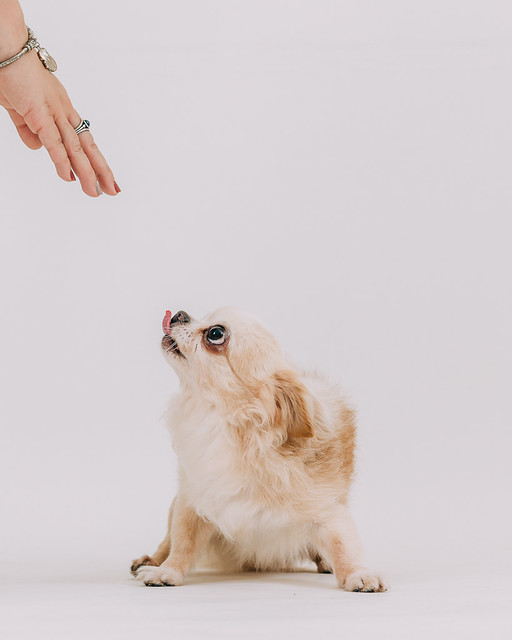 1090321dog7-003