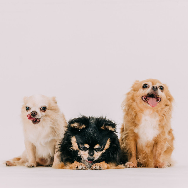 1090321dog8-015