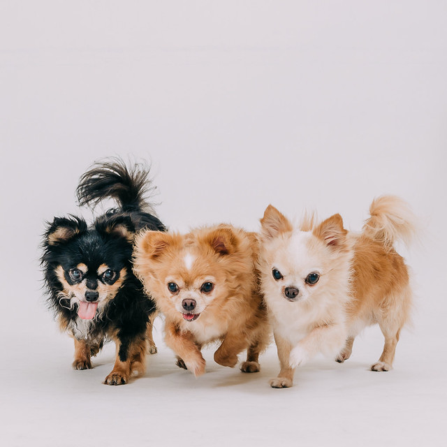 1090321dog8-016