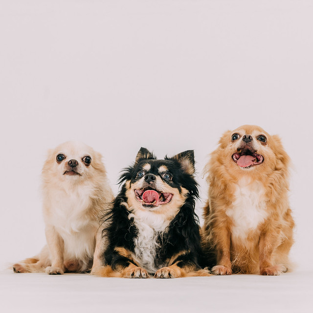 1090321dog8-014