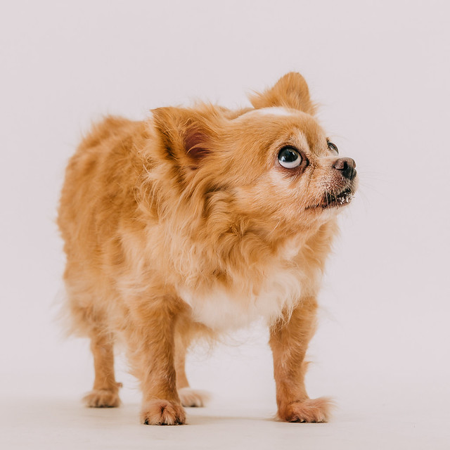 1090321dog8-006