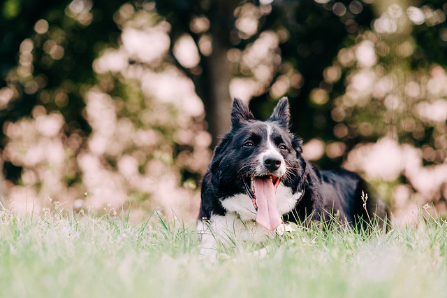 1090321dog9-006