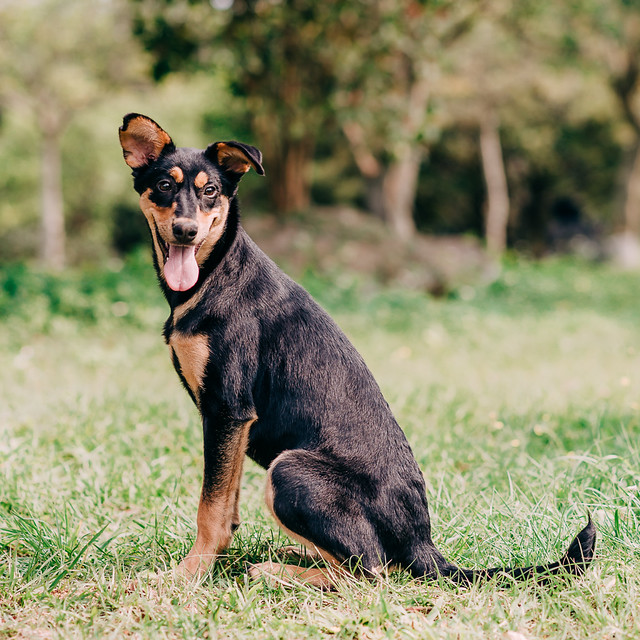 1090322dog1-012