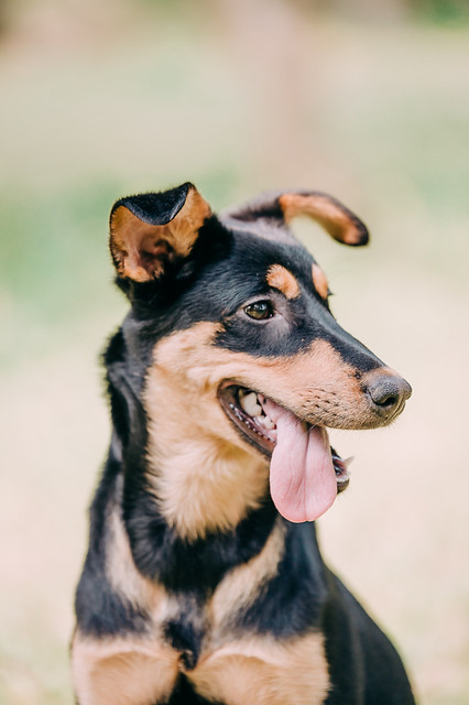 1090322dog1-014