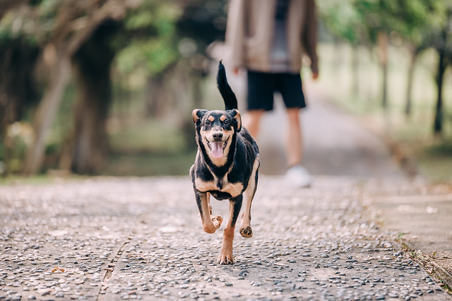 1090322dog1-001