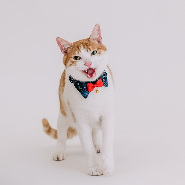 1090322CAT3-005