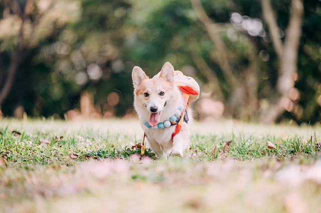 1090322DOG4-000