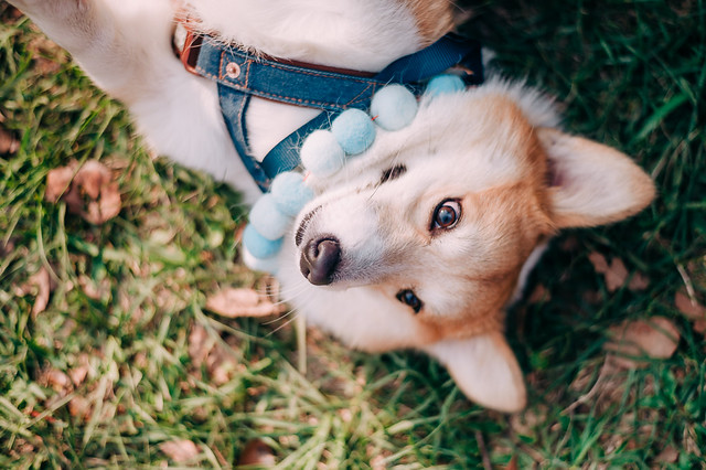 1090322DOG4-010