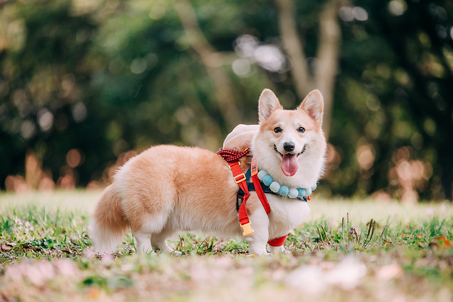 1090322DOG4-002