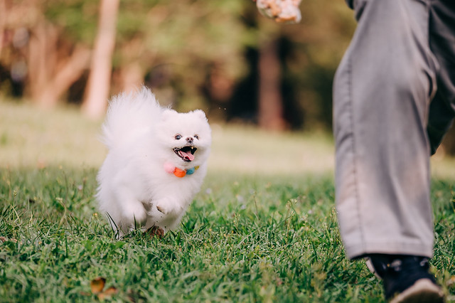 1090322DOG5-010