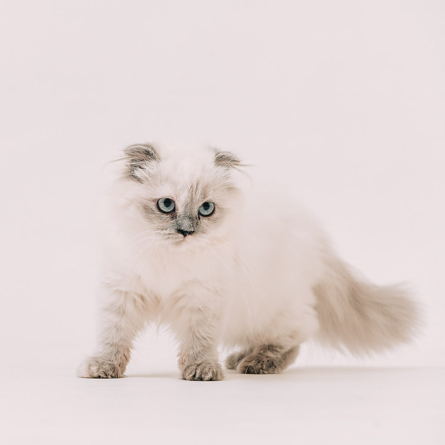 1090322CAT6-009