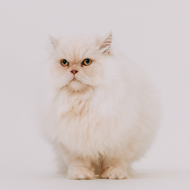 1090322cat7 (8)