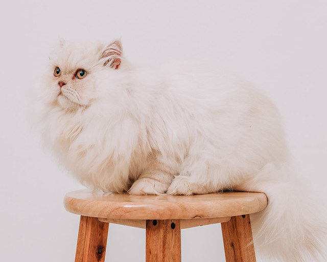 1090322cat7 (9)