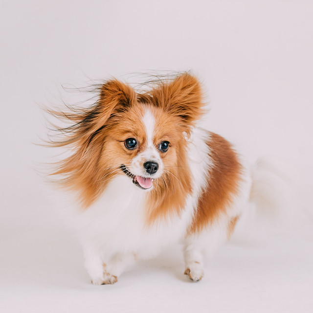 1090307DogPhoto2 (16)