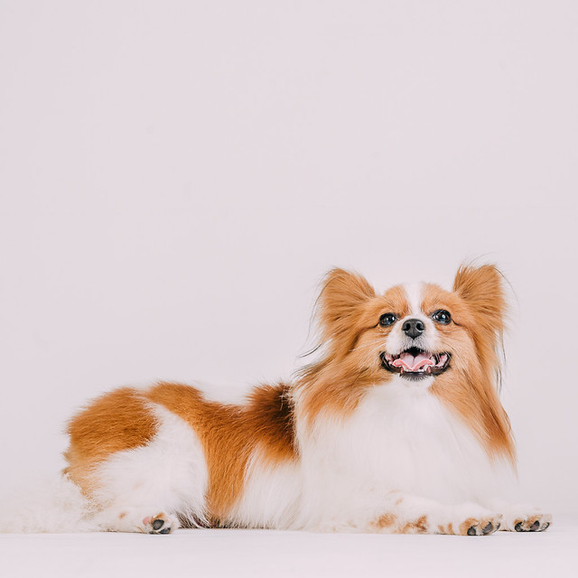 1090307DogPhoto2 (14)