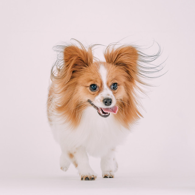 1090307DogPhoto2 (13)