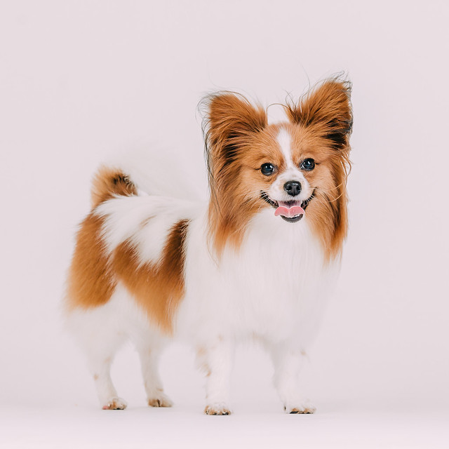 1090307DogPhoto2 (4)