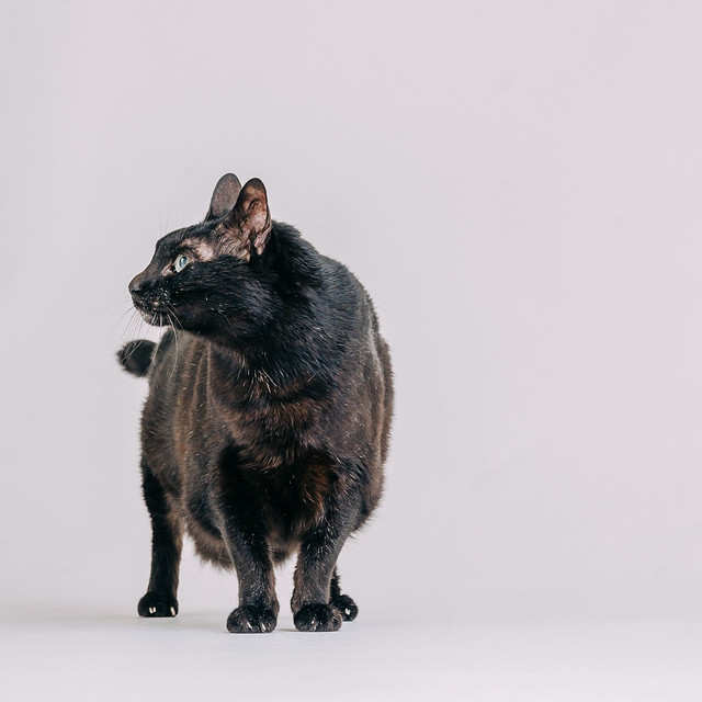 1090307CatPhoto6 (10)