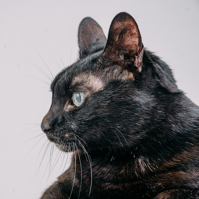 1090307CatPhoto6 (7)