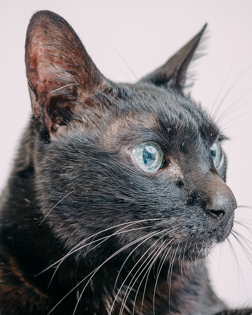 1090307CatPhoto6 (6)