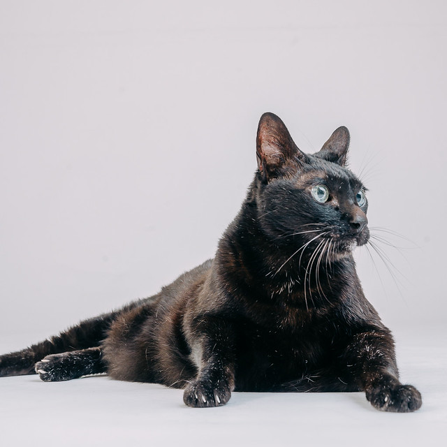 1090307CatPhoto6 (5)