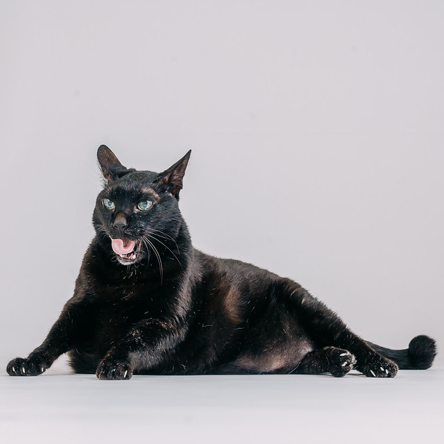 1090307CatPhoto6 (4)