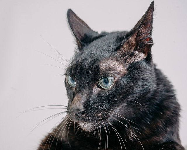 1090307CatPhoto6 (2)