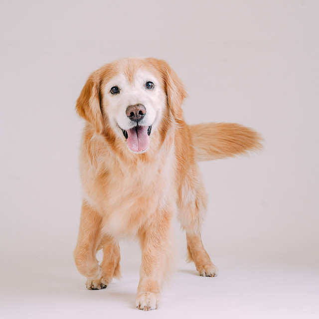 1090307DogPhoto7 (3)