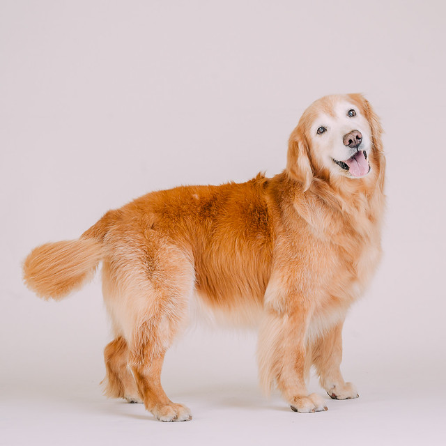 1090307DogPhoto7 (2)