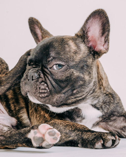 1090307DogPhoto8 (22)