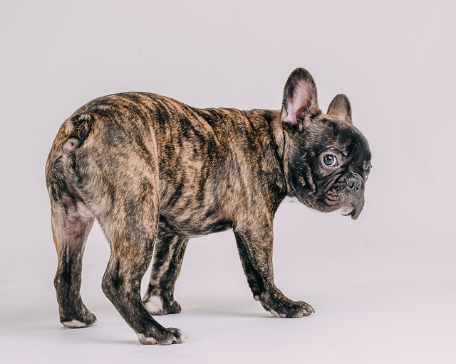 1090307DogPhoto8 (19)