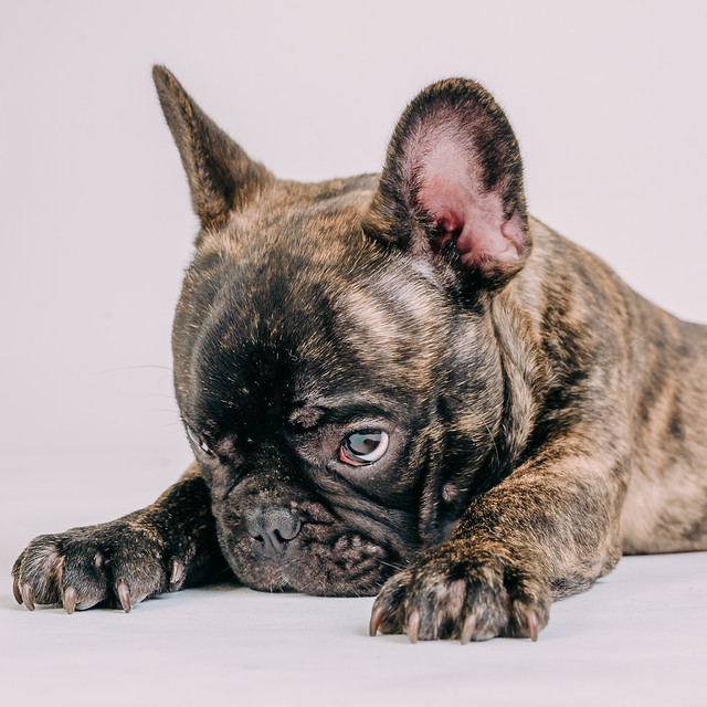 1090307DogPhoto8 (15)