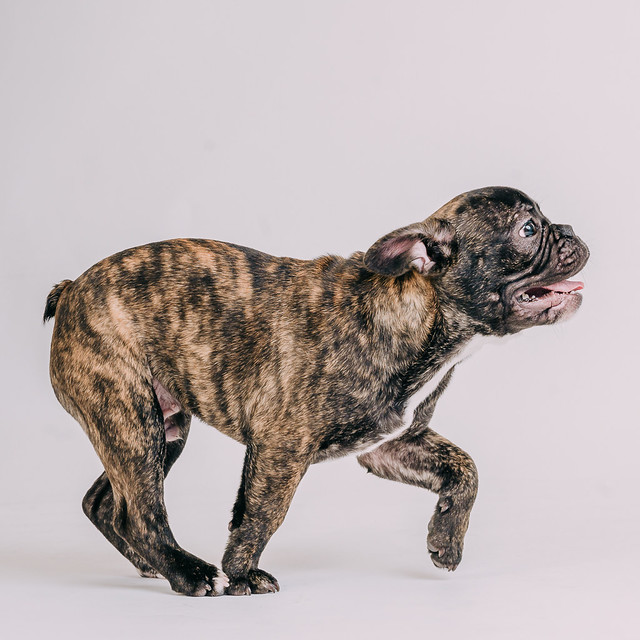 1090307DogPhoto8 (12)
