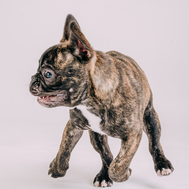 1090307DogPhoto8 (9)