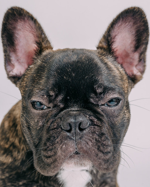 1090307DogPhoto8 (2)