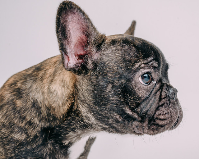 1090307DogPhoto8 (3)