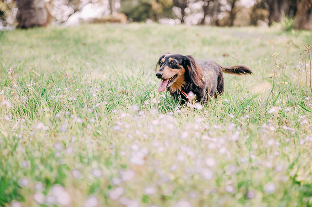 1090321DogPhoto1 (1)