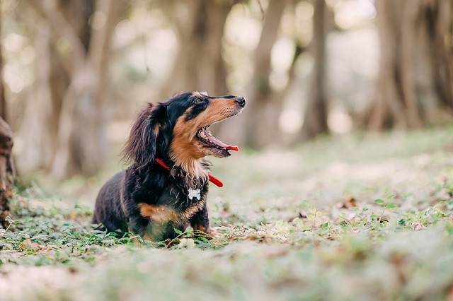 1090321DogPhoto1 (11)