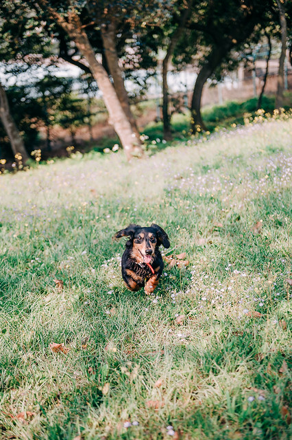 1090321DogPhoto1 (5)